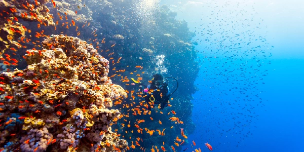 Un turistico sutto l'acqua con le pesci colorato e le parriere coralline, cose da vedere in egitto