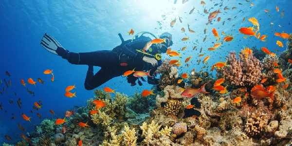Un turistico sutto l'acqua con le pesci colorato e le parriere coralline, cose da vedere in egitto