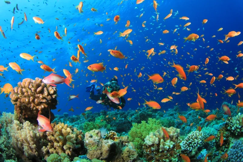 Barriera Corallina in Egitto