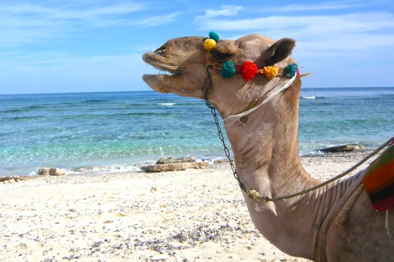 Marsa Alam Deserto