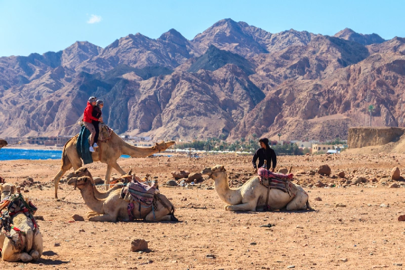 Grupo de turistas montando camellos en la orilla del Mar Rojo, en el Golfo de Áqaba. Dahab, Egipto.