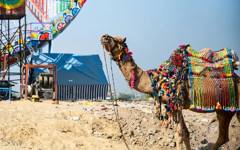 fiera dei cammelli di pushkar fiera dei cammelli di pushkar