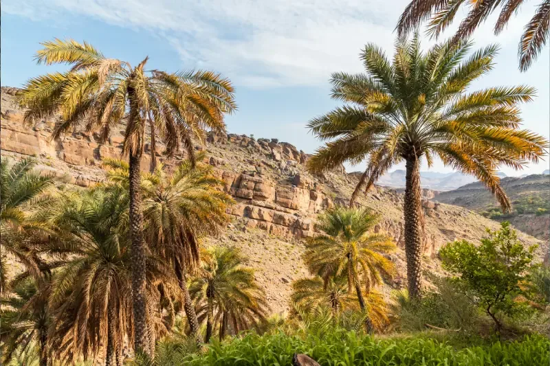 Misfat Al Abriyeen in Oman: Il Villaggio tra le Montagne