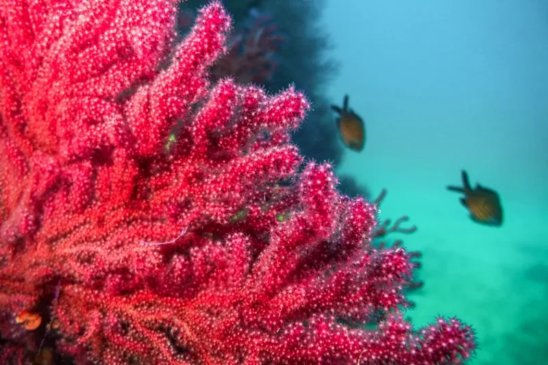 Barriera Corallina Egitto