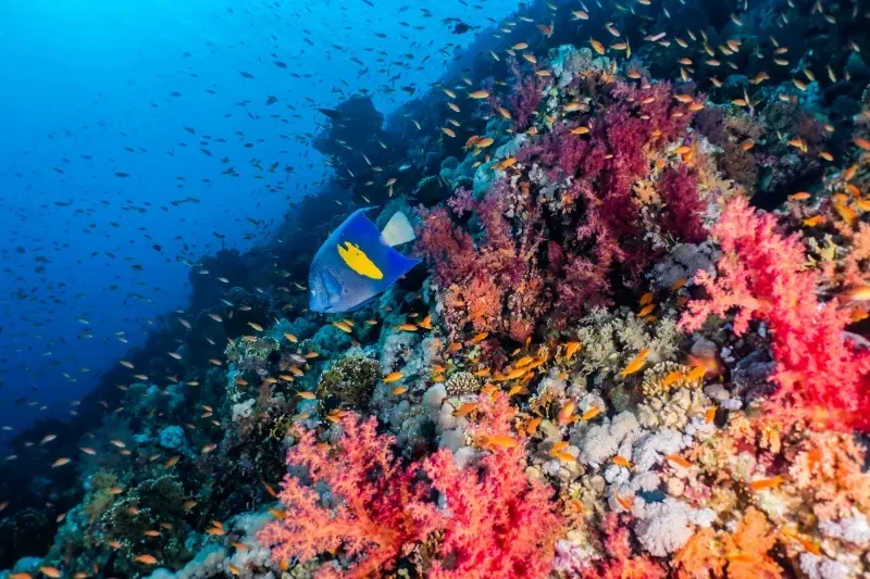 Barriera Corallina Egitto