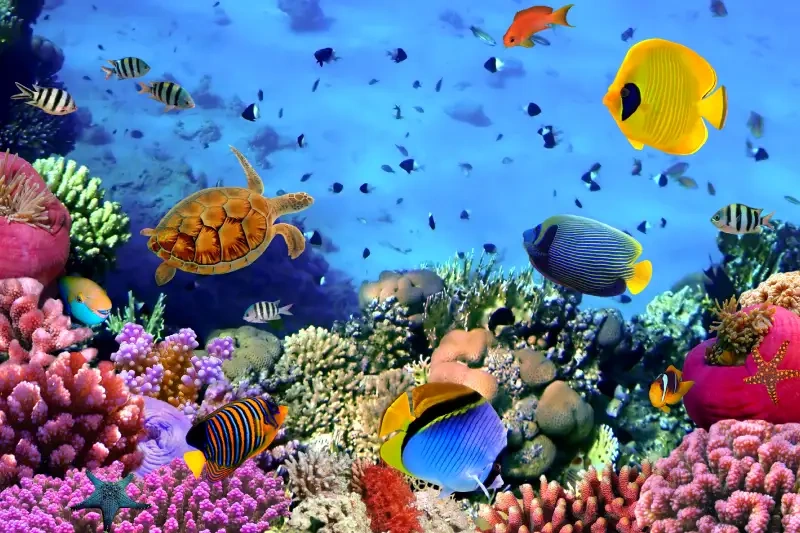 Barriera Corallina Egitto