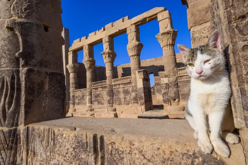 Gatto nel tempio di Esna