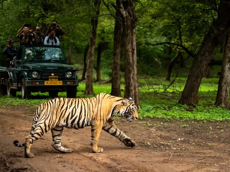 Parco Ranthambore , Tour India