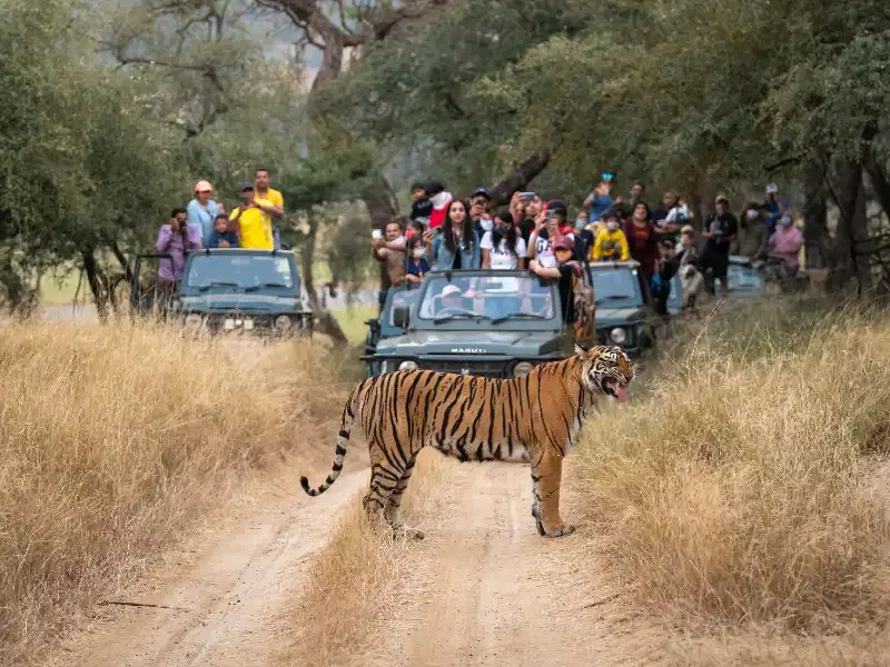 Parco Ranthambore , Tour India