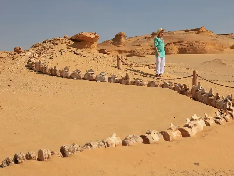 Wadi Hitan Deserto Egitto Wadi Hitan Deserto Egitto