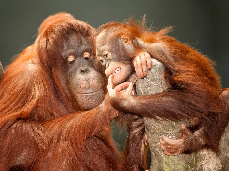 Orangutani Parco di Tanjung Puting