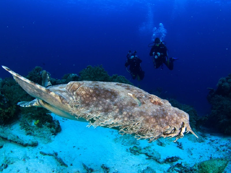 Gli squali Wobbegong Raja Ampat, Indonesia 