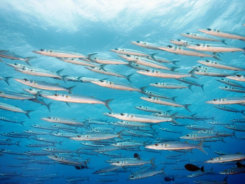 banchi di sardine Raja Ampat