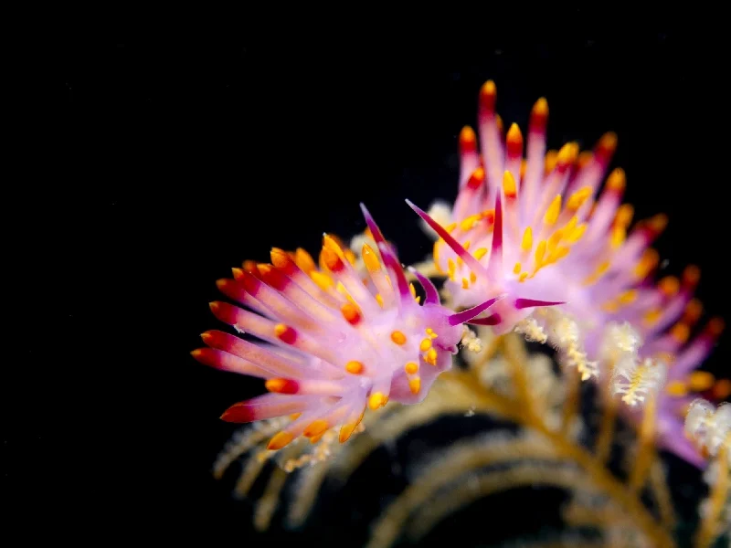 barriera corallina subacquee in Indonesia