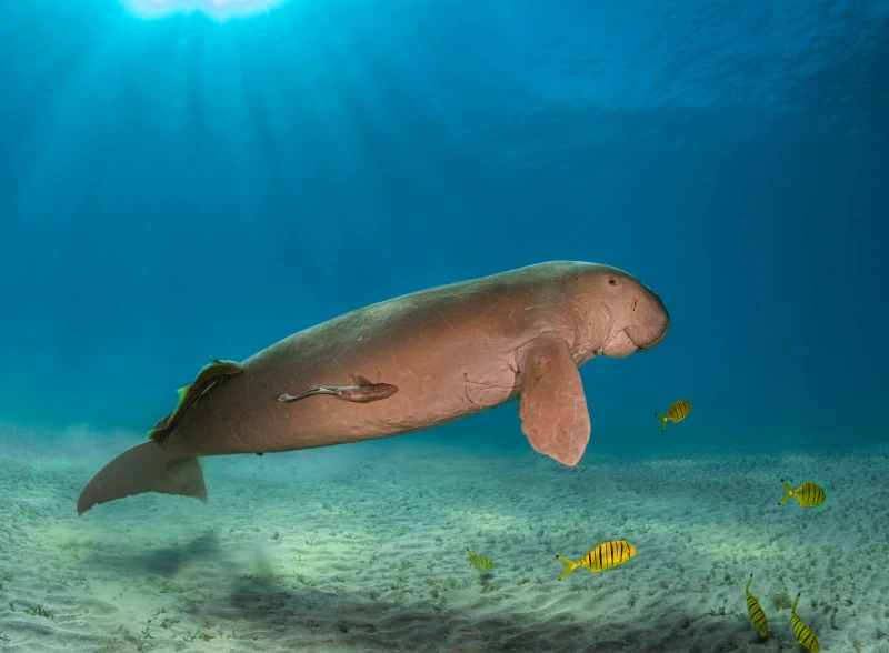 Abu Dabbab Escursioni Abu Dabbab Escursioni