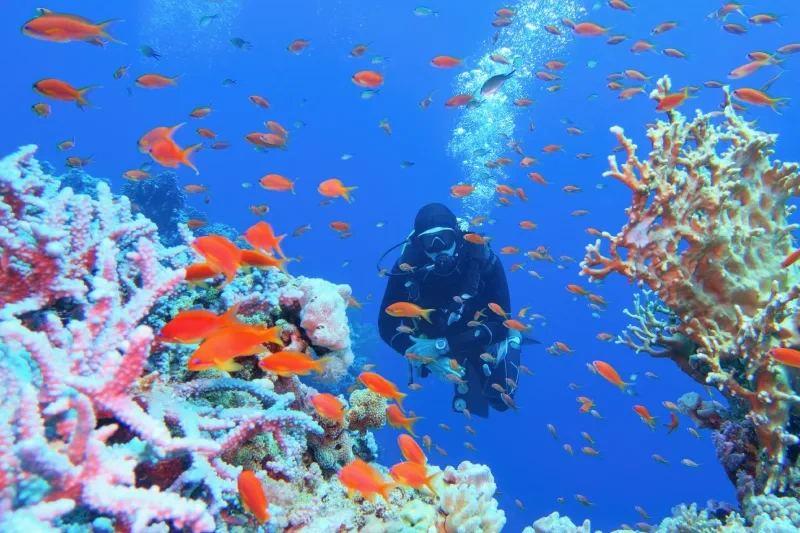 vacanza in egitto ad agosto vacanza in egitto ad agosto