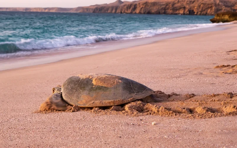 Itinerario Oman Ferragosto Itinerario Oman Ferragosto