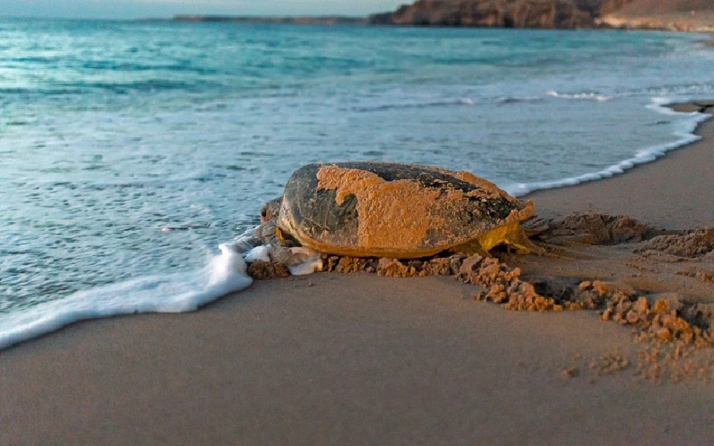 Viaggio Organizzato Oman Viaggio Organizzato Oman