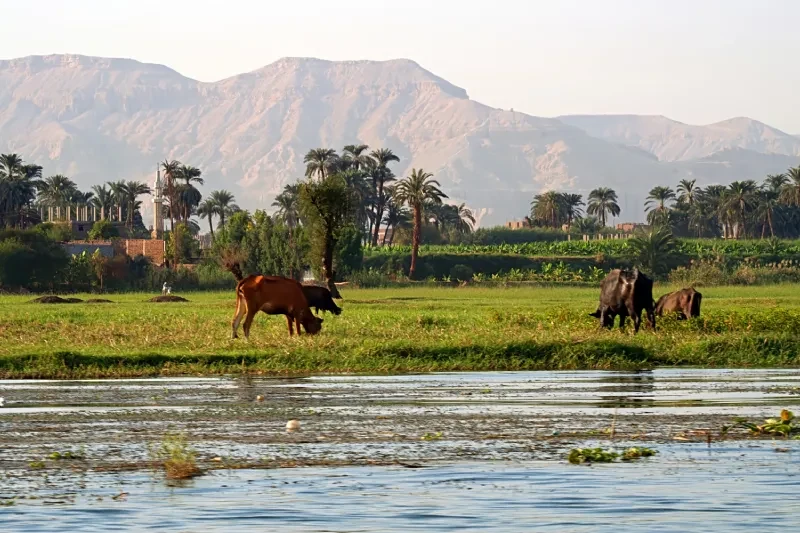 Delta del Nilo | Il Delta del Nilo | Tour Egitto