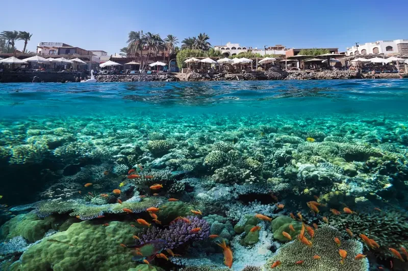 Il Mar Rosso | Mar Rosso Sinai | Tour Egitto