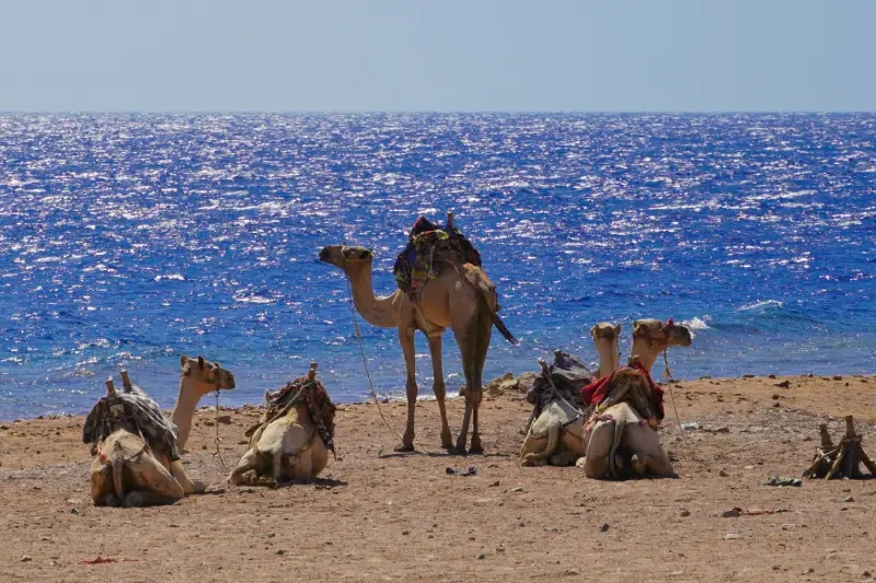 Golfo di Aqaba