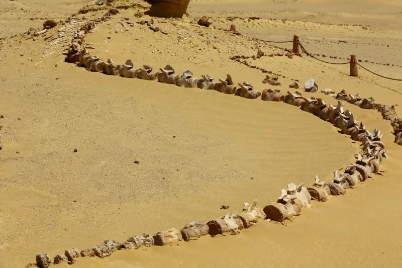 Wadi Al Hitan