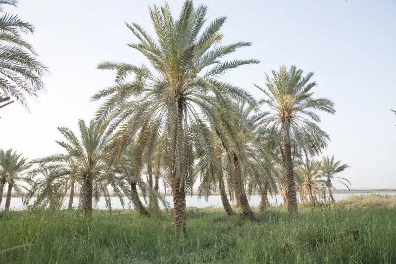 Oasi di Siwa