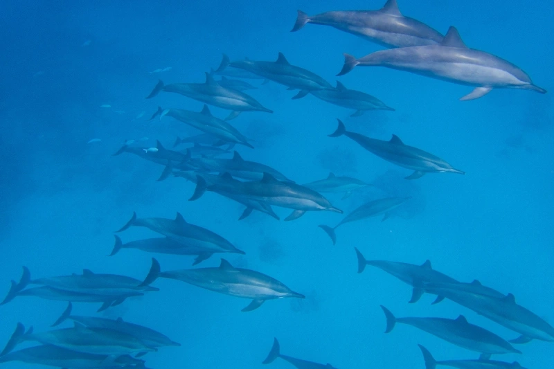 marsa alam baia dei delfini
