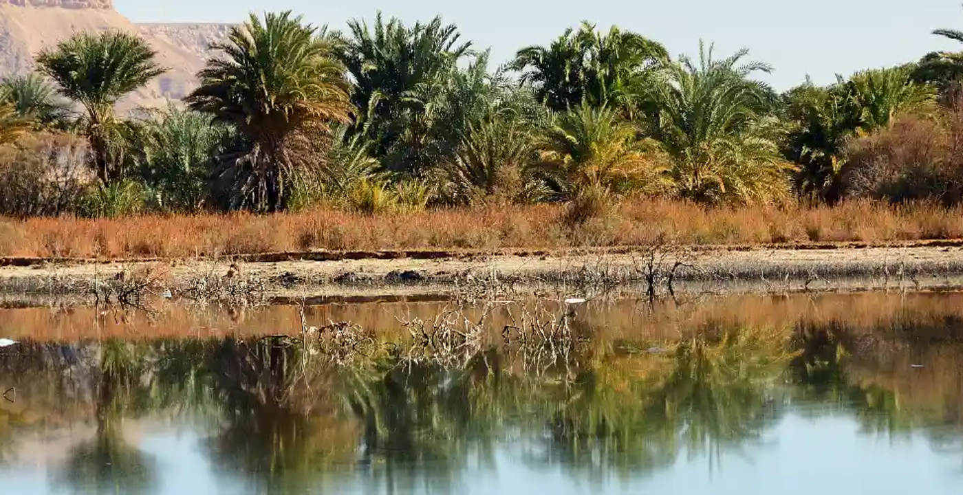 la natura dell’oasi, oasi dakhla