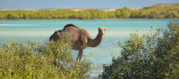 Wadi Elgemal, escursione a wadi el gemal e sharm el luli