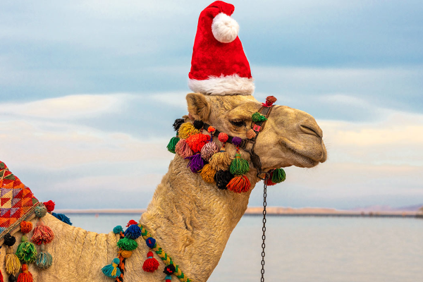 Natale in Egitto, Un cammello con un cappello di Natale