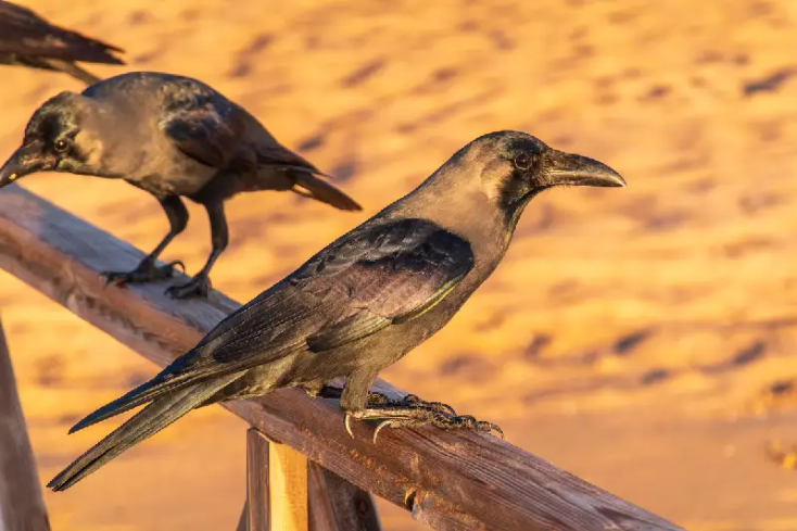 gli animali di fauna nel deserto nero , deserto nero in egitto