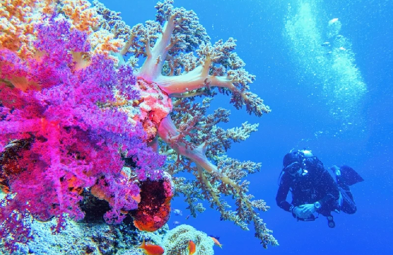 Escursione in Sottomarino Sindbad a Hurghada, le barriere corraline al mar rosso