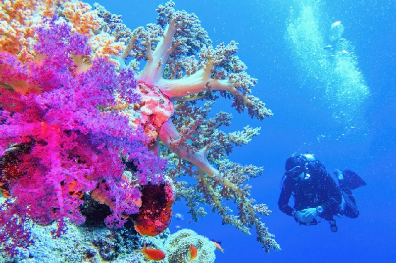 Escursione in Sottomarino Sindbad a Hurghada, le barriere corraline al mar rosso