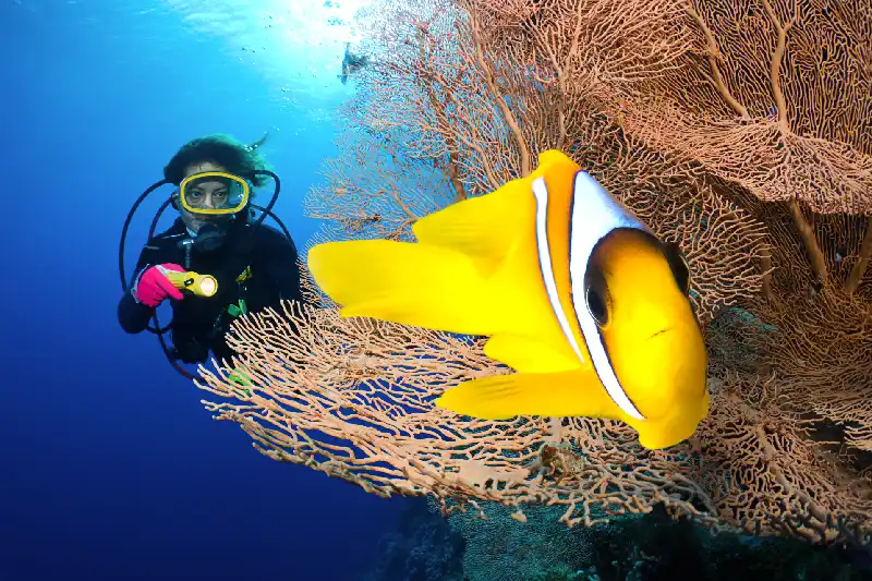 immersione nar rosso,  Vacanze Mar Rosso