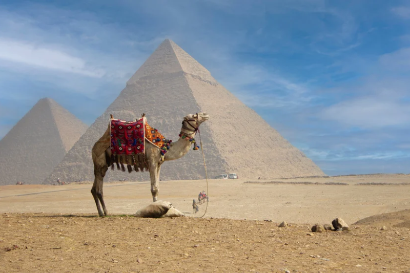 Il Cairo e Crociera sul Nilo, un cammello davanti alle piramidi