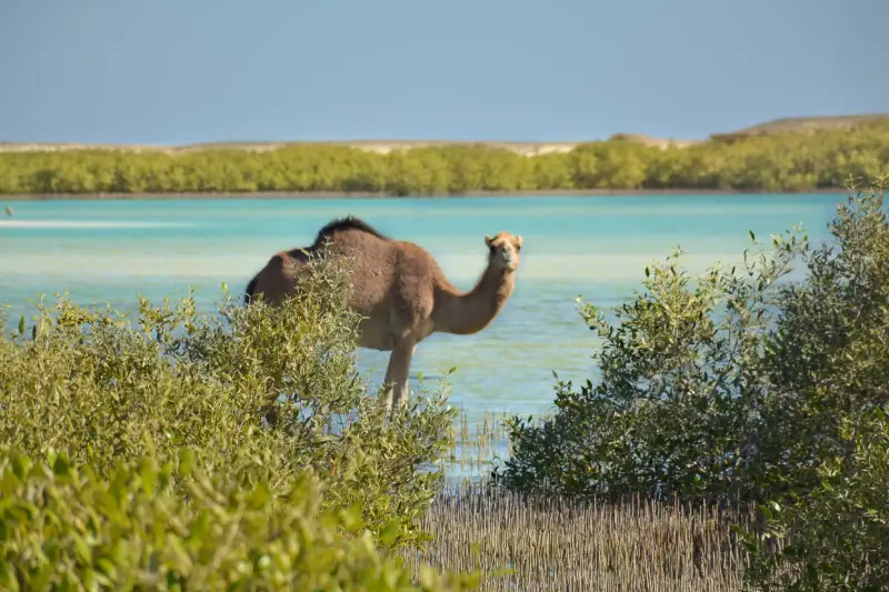 Wadi Elgemal, escursione a wadi el gemal e sharm el luli