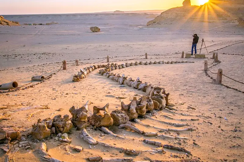 Wadi Hitan, viaggi in egitto offerte