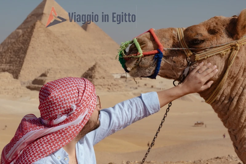 un uomo tocca il cammello davanti alle Piramidi, hurghada piramidi