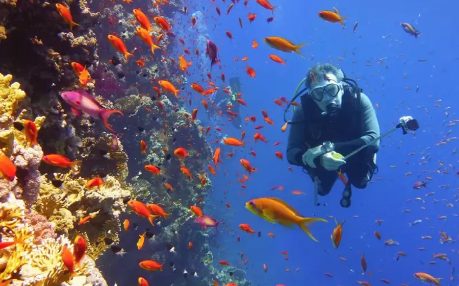 Cosa vedere in Egitto, Le barriere coralline del Mar Rosso