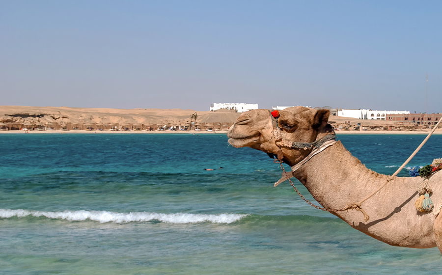 un cammello alla spiaggia di Marsa Alam in Egitto.