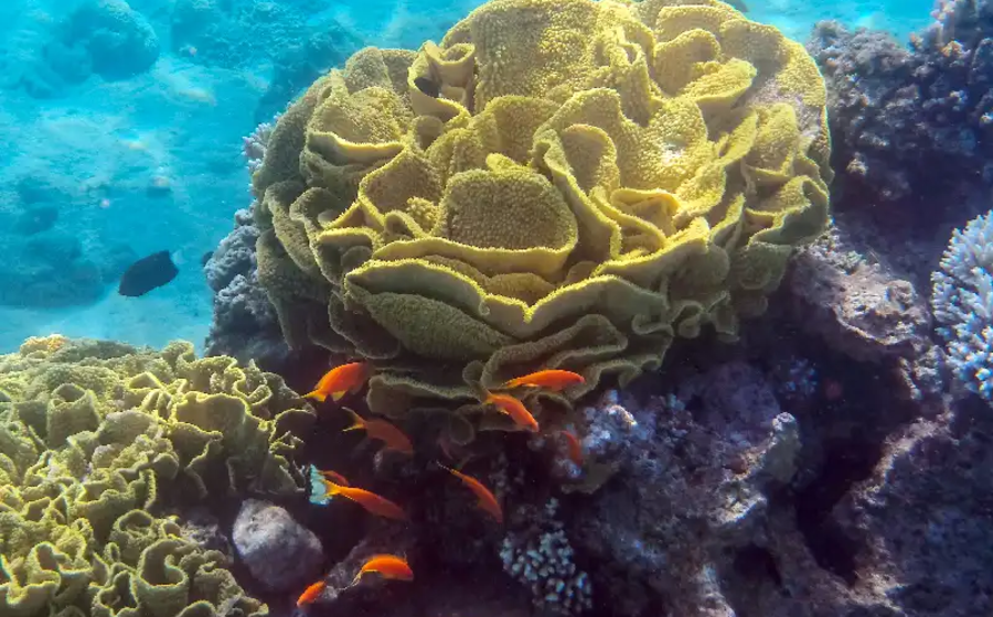 barriera corallina nella vita marina del golfo di aqaba , golfo di aqaba