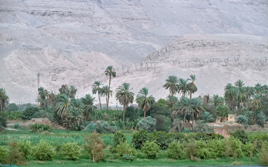 la natura nell’oasi, oasi dakhla