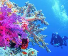 cose da evitare a sharm el shiekh, una donna da snorkling