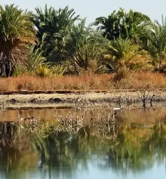 la natura dell’oasi, oasi dakhla