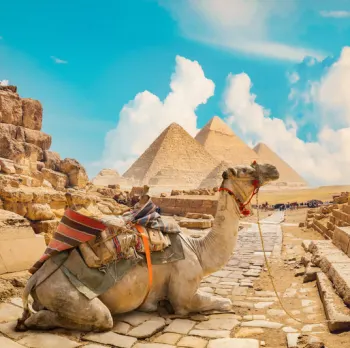 le piramidi di Giza ed un cammello davanti