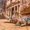 Cammelli a petra, giordania viaggio organizzato
