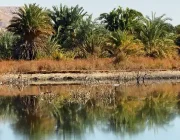 la natura dell’oasi, oasi dakhla