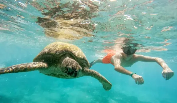 Abu Dabbab Escursioni