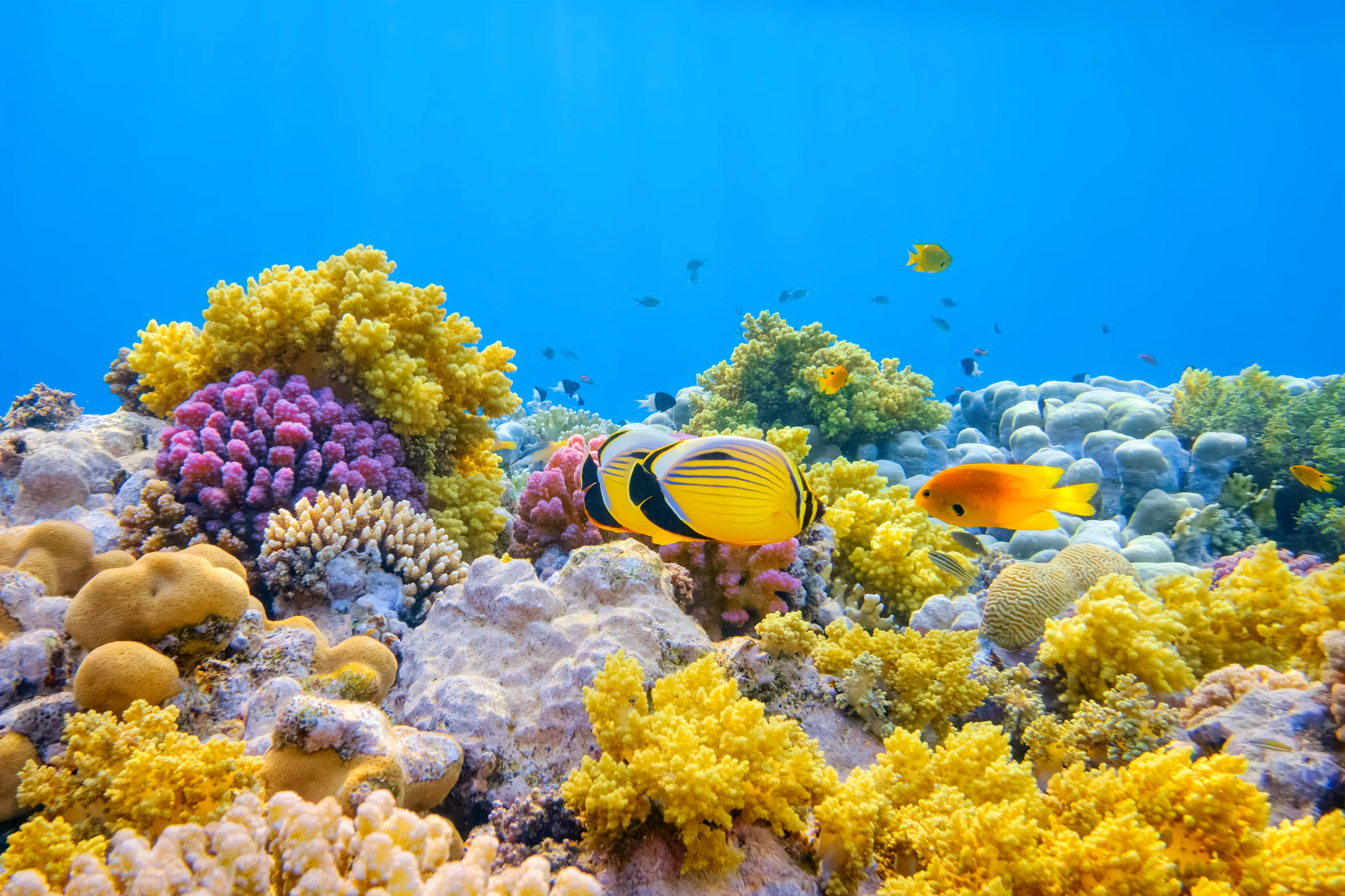 marine life in Hurghada, Egypt itinerary